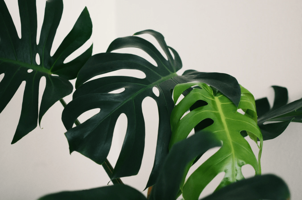 close up of monstera plant leaves against white wall