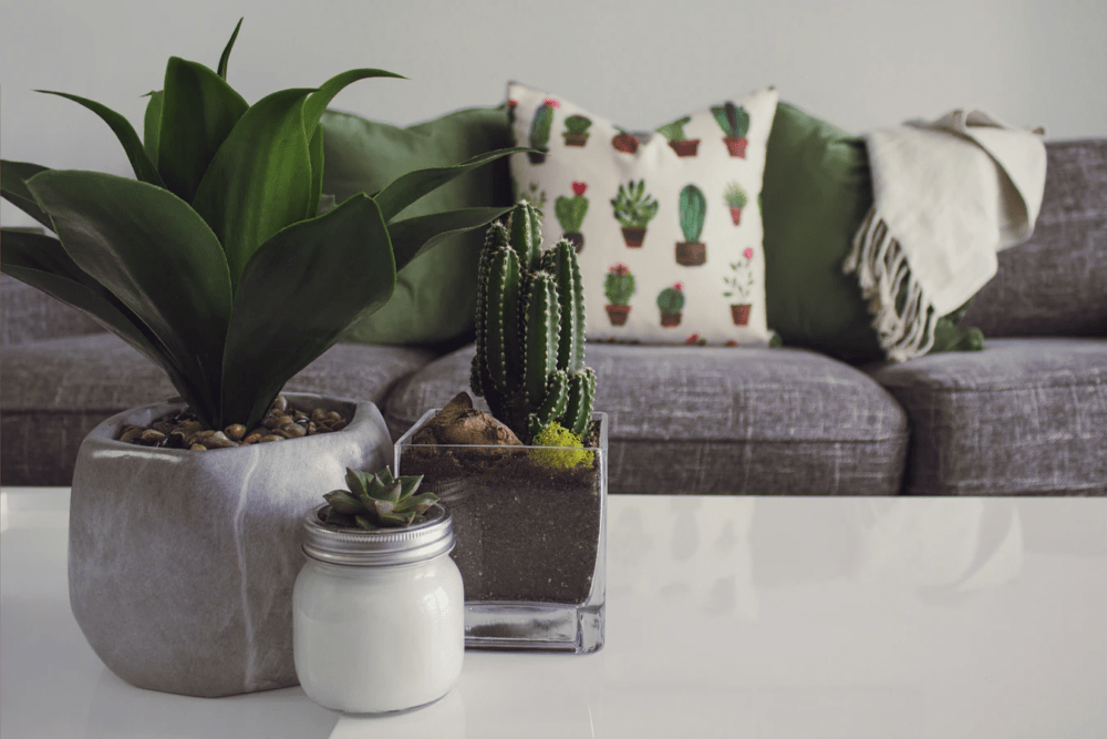 view of three small plants on white table in front of couch