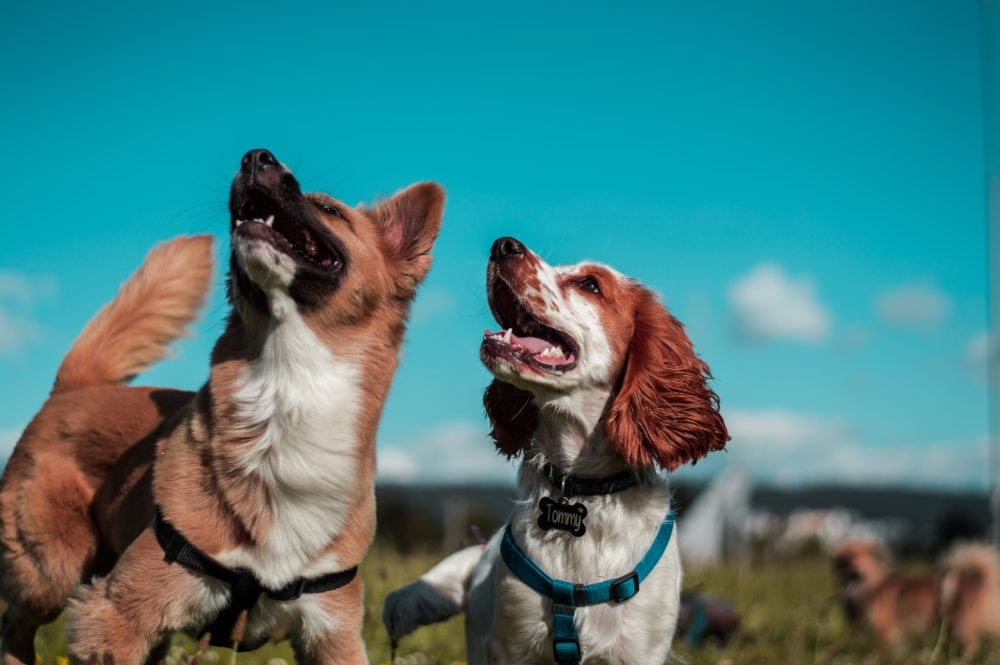 two dogs looking up at sky