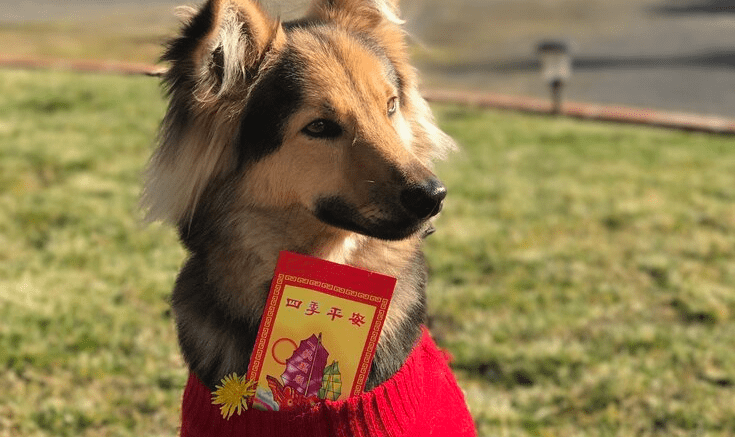 dog with red scarf and Chinese envelope